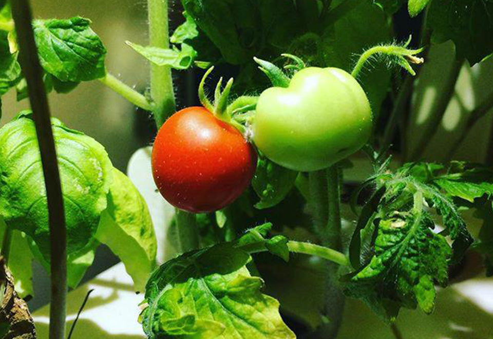 Extra Pods for the World's Smartest Indoor Garden (3-Pack) - image 2