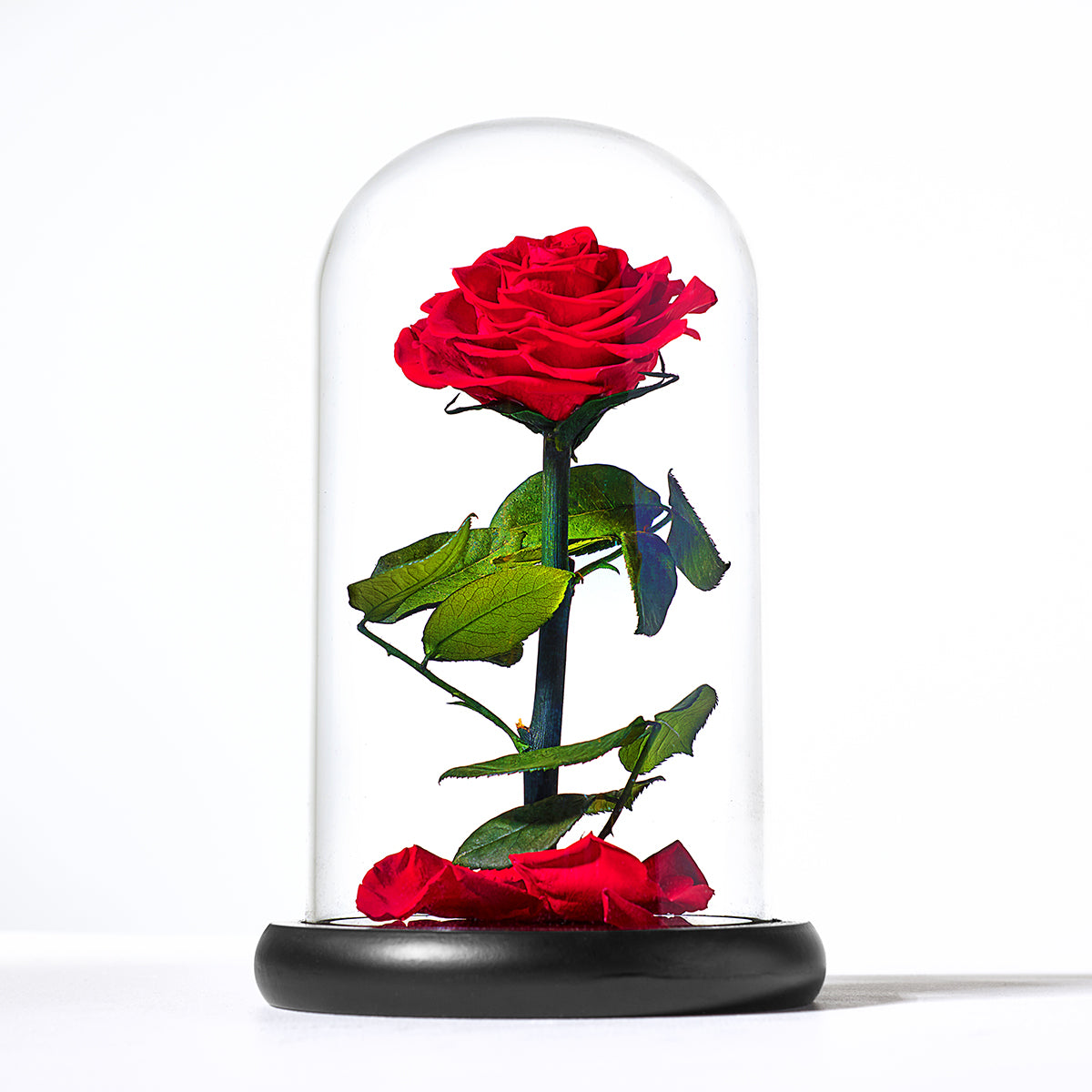Timeless Rose by Sharper Image