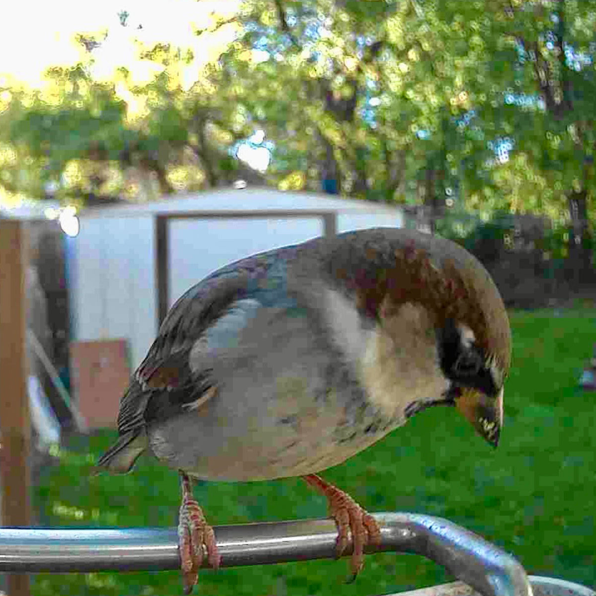 Video Camera Bird Feeder by Sharper Image - image 10