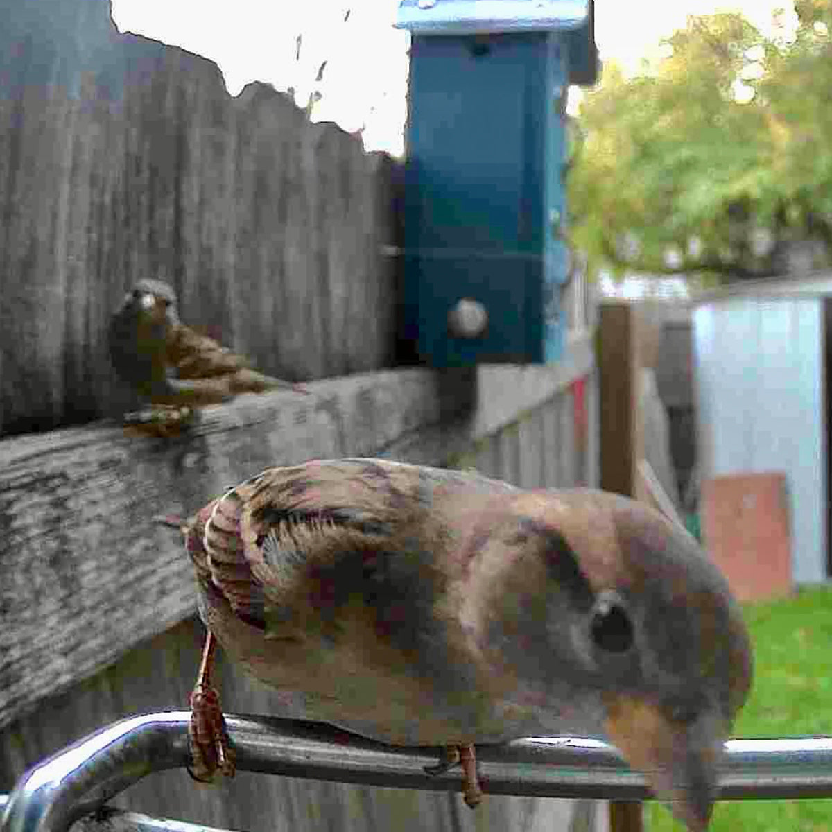 Video Camera Bird Feeder by Sharper Image - image 11