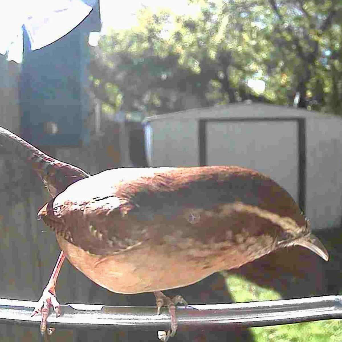 Video Camera Bird Feeder by Sharper Image - image 14