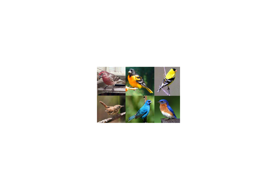 Electronic Bird Caller - image 4