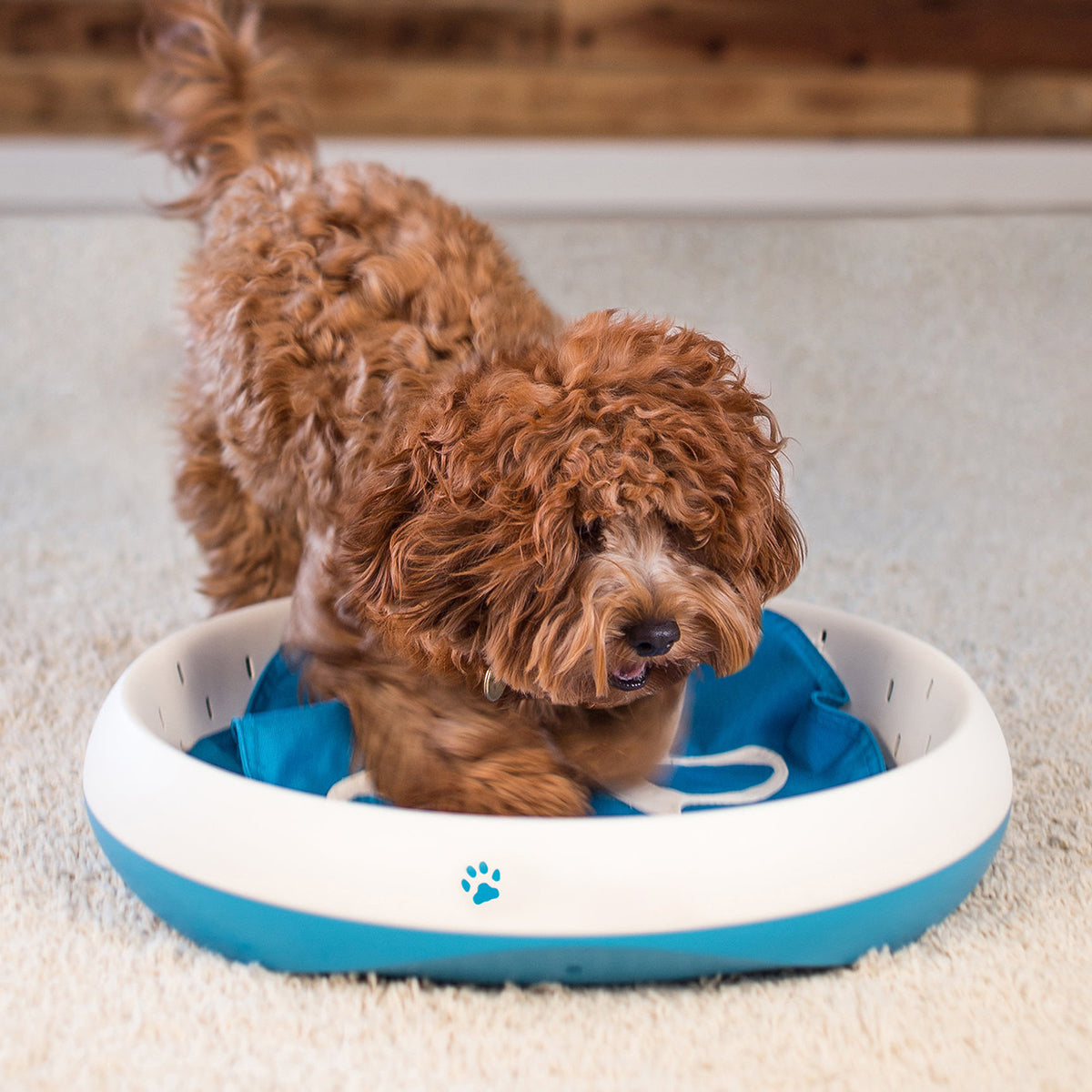 Digging Toy for Dogs - image 8