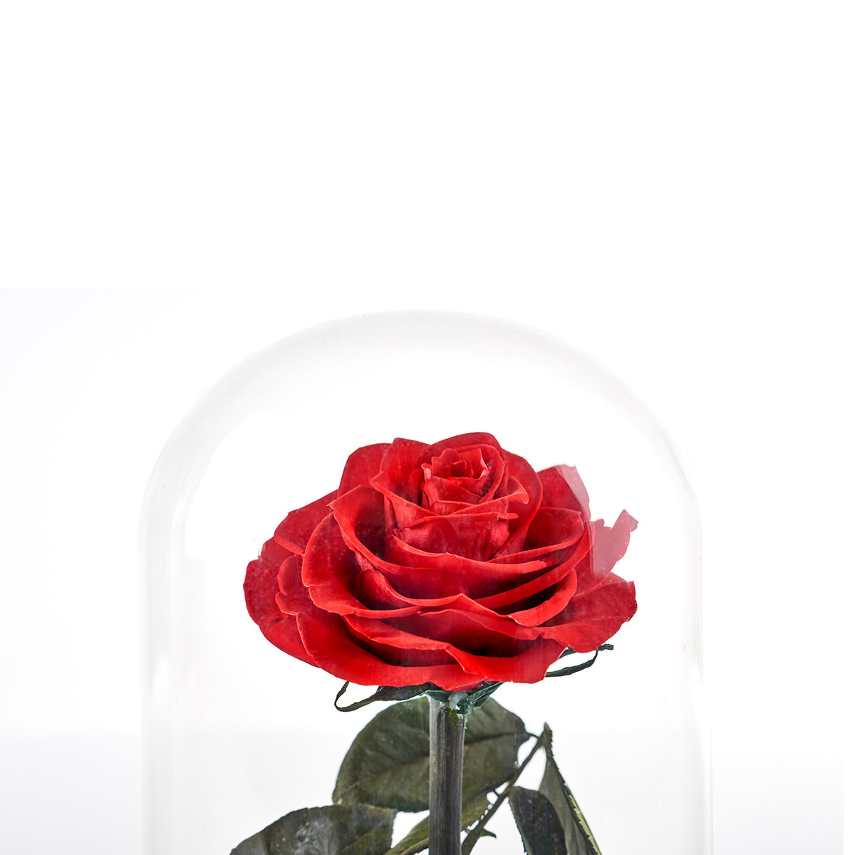 Timeless Rose by Sharper Image - image 6
