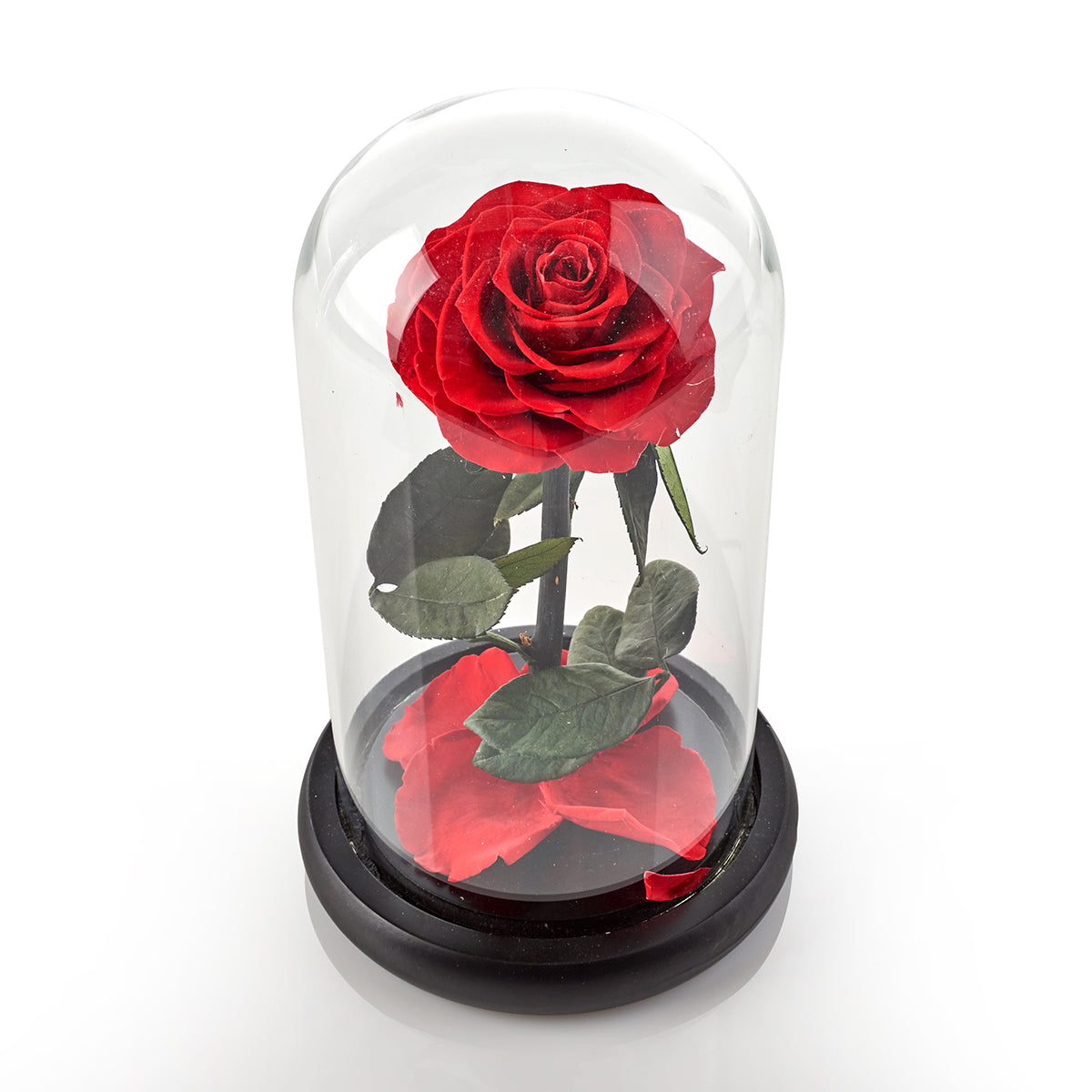 Timeless Rose by Sharper Image - image 3
