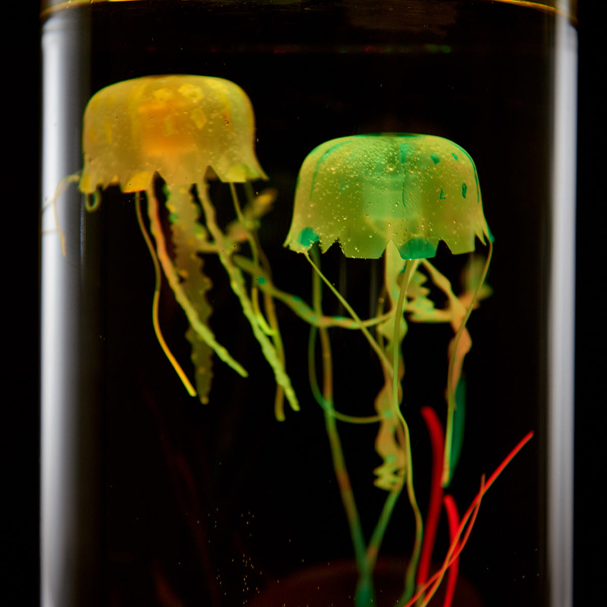 Jellyfish Aquarium - image 8