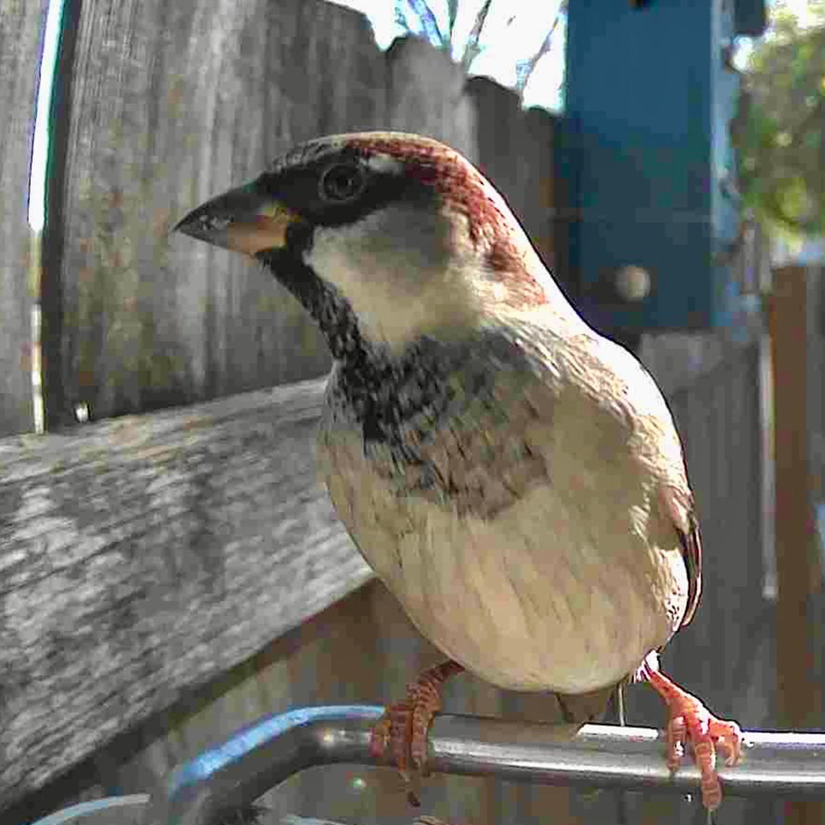 Video Camera Bird Feeder by Sharper Image - image 5